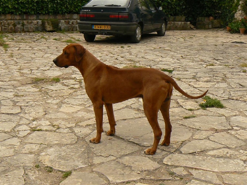 Vidocq des Terres Lointaines