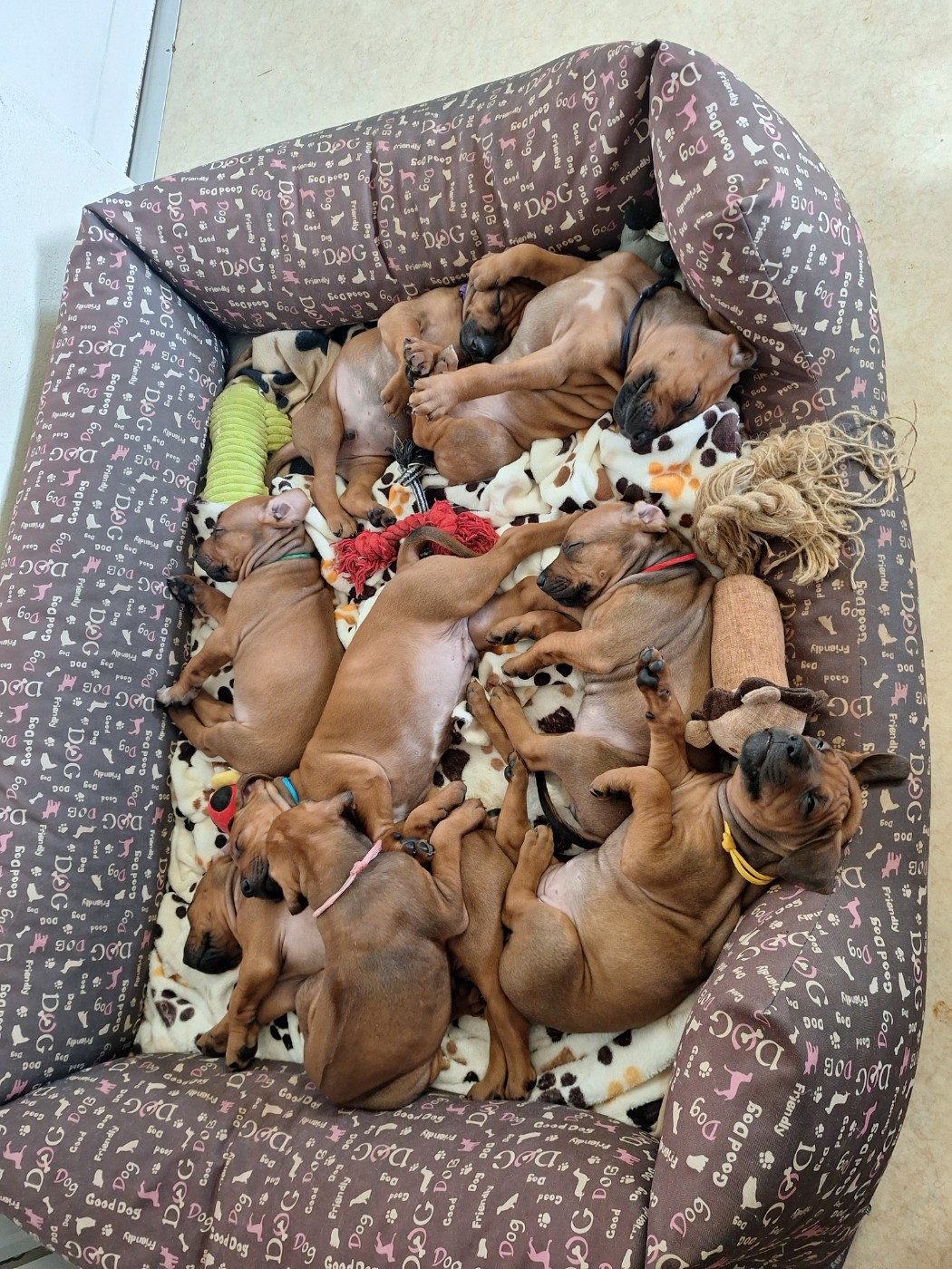 8 Chiots nés le 22 janvier 2026, 4 mâles, 4 femelles