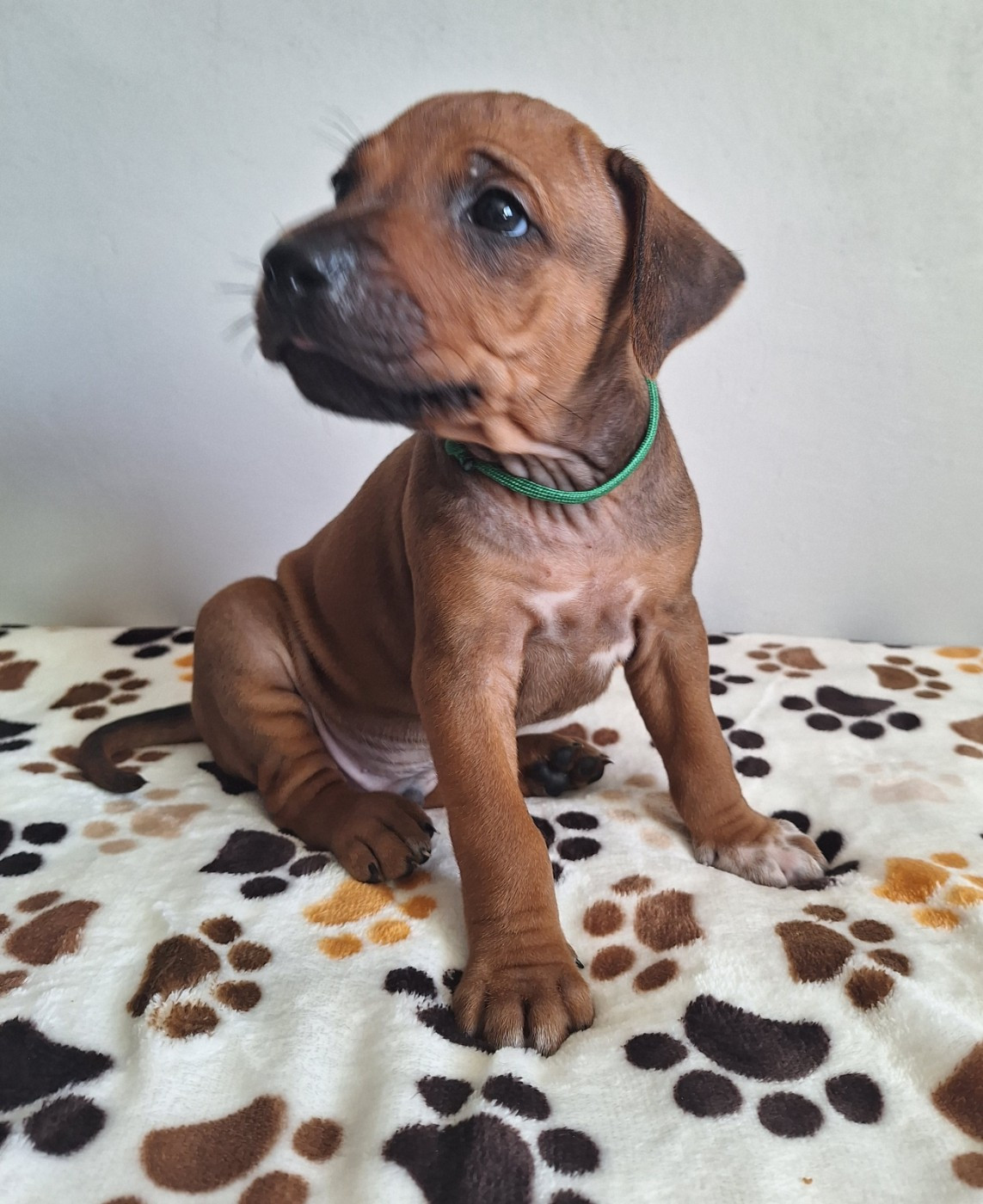 des Terres Lointaines - Chiots disponibles - Rhodesian Ridgeback