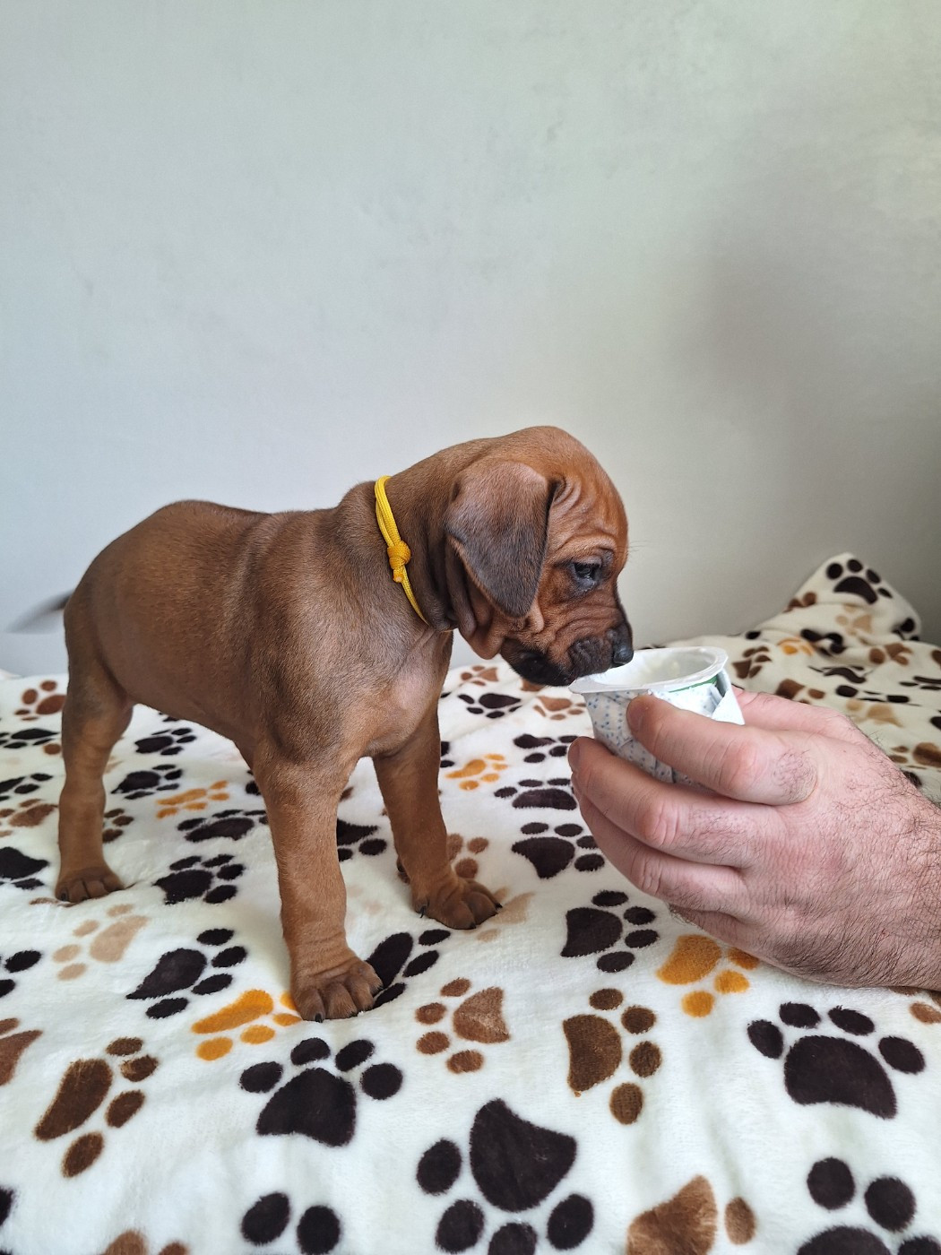 des Terres Lointaines - Chiots disponibles - Rhodesian Ridgeback