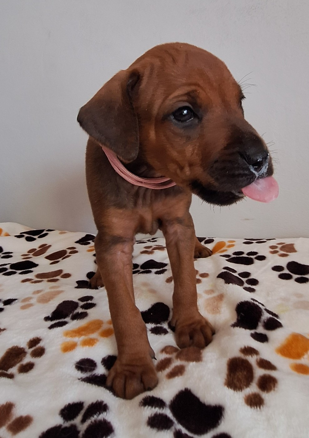 des Terres Lointaines - Chiots disponibles - Rhodesian Ridgeback
