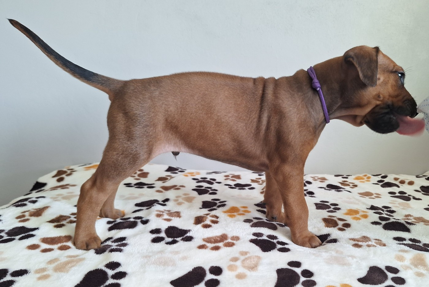des Terres Lointaines - Chiots disponibles - Rhodesian Ridgeback